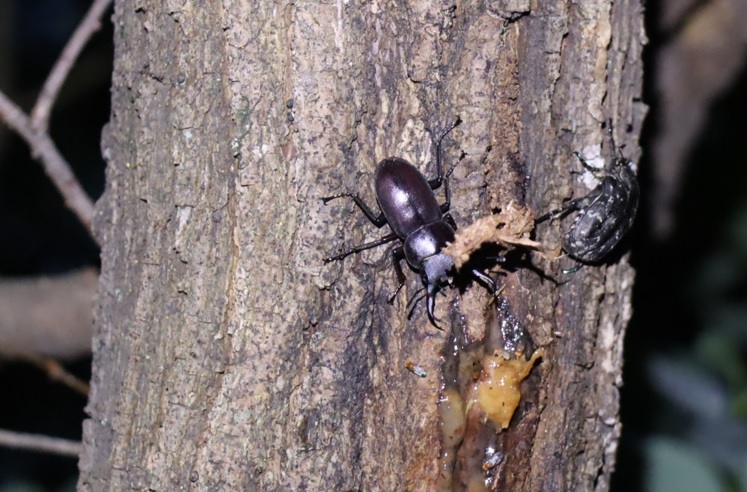 コクワガタ♂、シラホシハナムグリ_枝先のヤナギ-ヤナギ林_2023年6月13日19時30分 気温22.3度